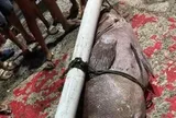 Ngư dân bắt được con cá mú khổng lồ nặng 130kg trên biển