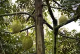 Trung Quốc tự trồng sầu riêng quyết tâm cạnh tranh với Thái Lan, Việt Nam, sản lượng ra sao?