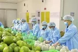 Bộ Nông nghiệp khuyến cáo 'nóng' khi Úc dừng nhập bưởi Việt Nam