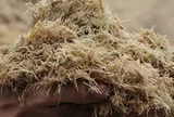 Thứ tưởng bỏ đi ở nhà máy mía đường được nghiên cứu thành "đất" trồng cây ở Trường Sa