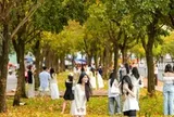 Nô nức check-in con đường TPHCM phủ sắc vàng như mùa thu Hà Nội