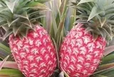 Trung Quốc quyết tâm làm giàu với trái cây quen thuộc của người Việt: Tạo ra giống mới không quốc gia nào có, sẽ xuất khẩu 5 triệu cây giống
