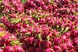 Nông sản Việt đứng trước quy định an toàn thực phẩm mới