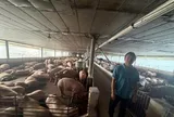 10.000 tấn thịt sử dụng chất siêu tạo nạc tuồn ra thị trường: Heo tăng 30kg trong 30 ngày, trước khi bán cho dùng giải độc gan