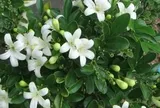 Ngày càng nhiều gia đình trồng nguyệt quế trước nhà, hóa ra không chỉ để làm cảnh