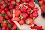 Hành trình 13 năm biến thứ quả bình thường thành ‘công chúa xinh đẹp’, giới nhà giàu sẵn sàng chi số tiền lớn để sở hữu
