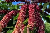 Giá cà phê trong nước giảm