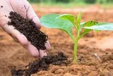 CTCK gọi tên 2 doanh nghiệp hưởng lợi trực tiếp từ đề xuất giảm thuế xuất khẩu phân bón