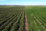 Việt Nam có một tỷ phú sang Lào, Campuchia trồng 5.400 ha xoài: xuất khẩu đi Trung Quốc, sản lượng dự kiến 100.000 tấn/năm