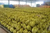 Việt Nam có một tỷ phú sang Campuchia quy hoạch hàng nghìn ha sầu riêng: Chuyên xuất khẩu sang Trung Quốc, Nhật Bản, mục tiêu thu hoạch 40.000 tấn mỗi vụ
