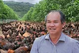 Bầu Đức từng thử nuôi 100.000 con gà ăn chuối, hiện thực tế ra sao?