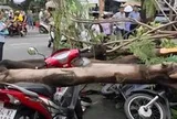 Cây phượng bật gốc, đè chết người đàn ông đứng chờ người thân ở TP.HCM