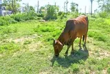 Đề xuất thuế đất bỏ hoang 0,2%: Có đủ sức chặn đầu cơ?