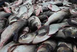 Loài cá thường bị chê vì mùi tanh nhưng lại là “kho báu” Omega-3 cực tốt cho sức khỏe