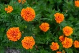 7 loại cây đuổi muỗi tốt nhất: Toàn loại quen thuộc với người Việt