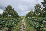 Việt Nam có một đại gia sang Lào trồng hàng nghìn ha cà phê: Được đối tác Trung Quốc bắt tay hợp tác, xây thêm nhà máy chế biến công suất 9.470 tấn mỗi năm