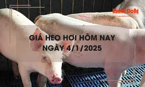 Giá heo hơi hôm nay 4/1: tăng mạnh tại các tỉnh, thành phía Nam