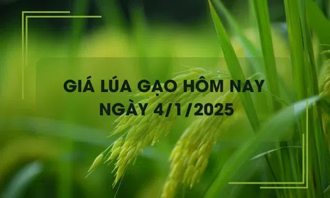 Giá lúa gạo hôm nay 4/1: đồng loạt giảm nhẹ