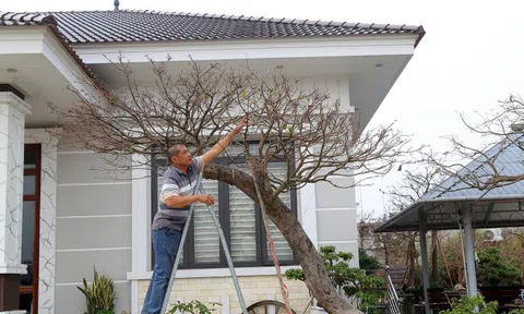 Bán 4 cây mai vàng, người nông dân ở Quảng Ninh đủ tiền xây nhà đẹp