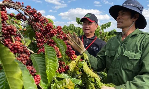 Giá cà phê hôm nay 8/1/2025: 2 sàn tiếp tục tăng, Robusta vượt 5.000 USD/tấn