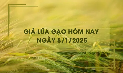 Giá lúa gạo hôm nay 8/1: giá lúa quay đầu giảm mạnh