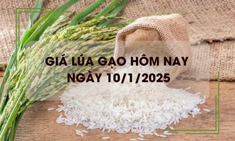 Giá lúa gạo hôm nay 10/1: giá gạo tăng giá lúa giảm