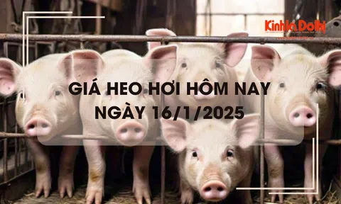 Giá heo hơi hôm nay 16/1: tăng giảm không đồng nhất