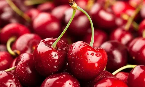 Tranh nhau mua cherry 4 triệu đồng/hộp làm quà tặng xa xỉ Tết Ất Tỵ