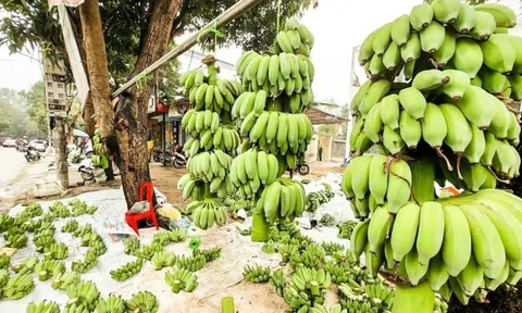 Giải mã nguyên nhân chuối tiêu giá lên tới mấy trăm nghìn dịp cận Tết Nguyên đán 2025