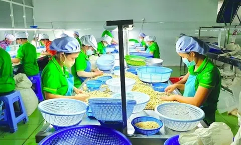 Việt Nam xuất khẩu mặt hàng này tới hơn 90 thị trường quốc tế, vì sao vẫn cần nhập khẩu từ Campuchia?