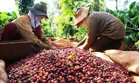 Giá cà phê Arabica tăng kỷ lục