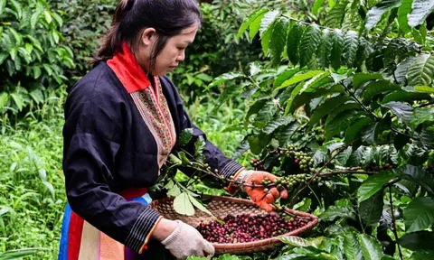 Giá cà phê hôm nay 7/2/2025: Arabica liên tiếp lập kỷ lục, tăng liền 12 ngày