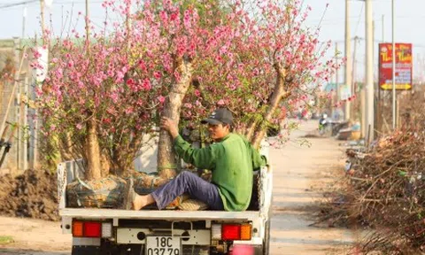 Đào Nhật Tân từ phố về vườn, chờ 'hồi sinh' cho Tết năm sau