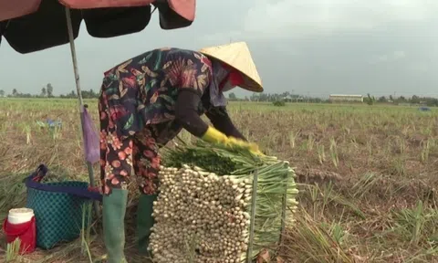 Nông dân Tiền Giang 'bắt sóng' cây trồng mới: Loại cây thơm nức, dễ chăm mà thu hoạch cao gấp 3 lần trồng lúa!