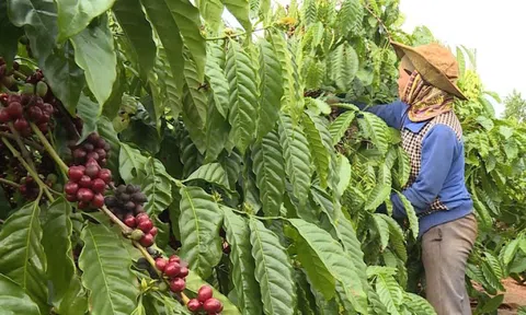 Giá cà phê hôm nay 12/2/2025: đầu cơ chốt lời, Arabica kéo Robusta cùng giảm