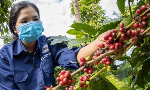 Giá cà phê hôm nay 13/2/2025: 2 sàn tiếp tục tăng, Arabica chưa có điểm dừng