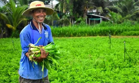 Loại rau bình dân bỗng ‘lên hương’, nông dân Sóc Trăng phấn khởi đón ‘mùa vàng’