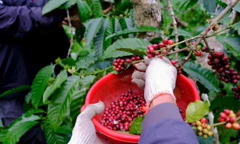 Giá cà phê hôm nay 24/2/2025: nhận định tuần này, Robusta tăng hoặc Arabica giảm