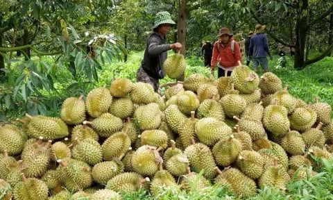 Hết thời bán tháo, sầu riêng Việt ‘hồi sinh’ trên đất Trung Quốc