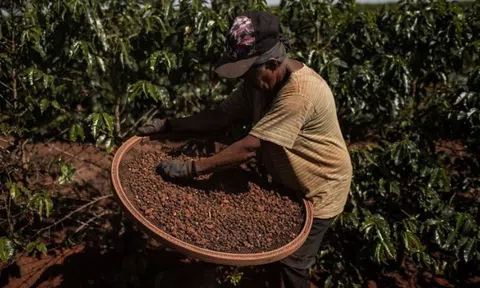 Hạn hán Brazil khiến cà phê 'sốc giá': Nông dân vét sạch kho, Starbucks gần 100.000 đồng/ly