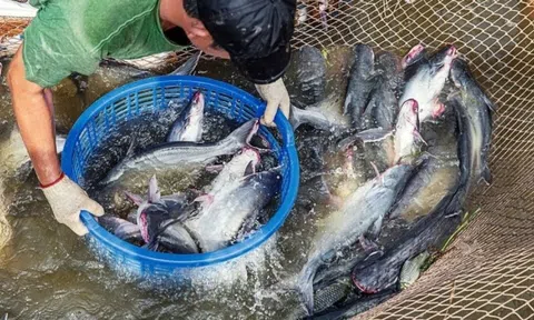 'Cá tỷ đô' sốt giá, người nuôi Đồng Tháp lên như diều gặp gió