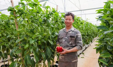 Chuyện Phó GĐ ca trực Nhà máy mỏ Quảng Ninh tha hương cầu thực, làm nên “cơ ngơi” khoai tây, chuối, cà chua… kiếm tiền tỷ