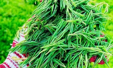 Loại rau nhà nghèo giờ thành 'siêu phẩm', giá 100.000 đồng/kg ai cũng tranh mua