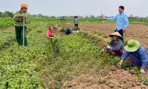 Nông dân Thái Bình đổi đời nhờ trồng 'cây thuốc vàng', có nơi thu hàng chục tỷ mỗi năm: Bà con vui như mở hội