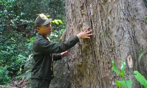 Loại gỗ nằm trong Sách Đỏ Việt Nam, là báu vật phong thủy mà người Trung Quốc ‘khát khao’