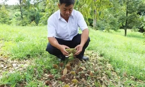 Người dân ‘xã tỷ phú’ ở Lâm Đồng rơi vào cảnh lao đao: Cây triệu đô liên tục rụng hoa, quả non là rơi