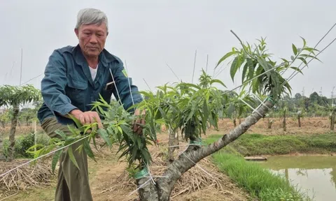 Nông dân Thanh Hóa nhanh nhạy khi bỏ lúa chuyển sang trồng loại cây có trong mỗi nhà dịp Tết: Cả làng ‘phất lên như diều gặp gió’