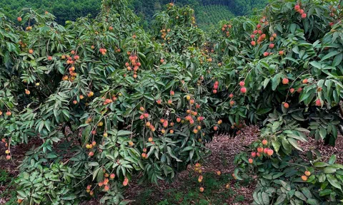 Một đặc sản của Việt Nam tự tin "tốt nhất từ trước đến nay", rộng đường "bay" khắp toàn cầu