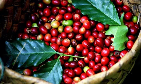 Lào vượt Việt Nam trở thành nhà cung cấp cà phê lớn nhất cho Thái Lan