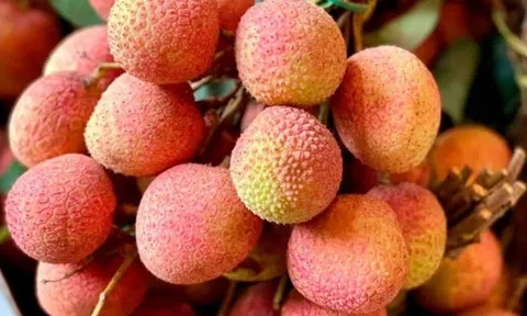 Vải u hồng và vải chín sớm ở Tây Nguyên được bán rất đắt đỏ tại TP. Hồ Chí Minh, nhiều người cảnh báo về việc bị lừa khi mua trên mạng xã hội